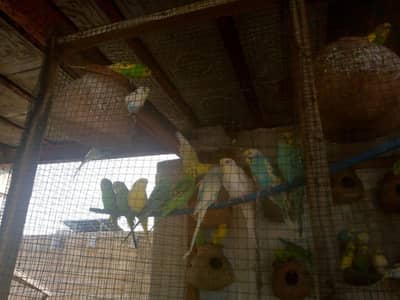 Budgies Colony for sale