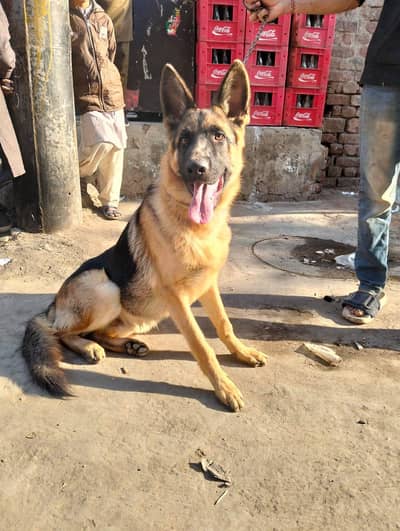 very active dog ghr m rakha howa h non petgree single cort