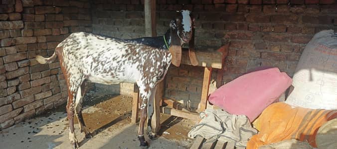 makhi cheeni female goat