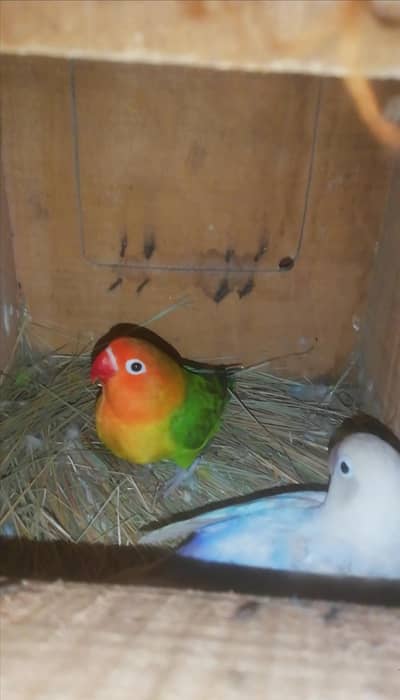 Top Quality Lovebird Breeder Pair For Sale with Eggs& box 03165389186