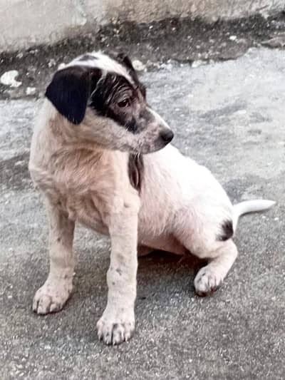 Female Puppy for sale . . please contact if interested. .