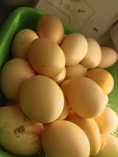 Desi eggs