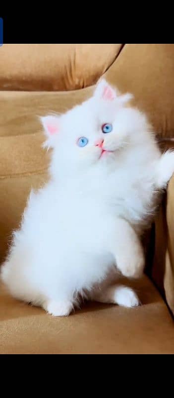 Persian cat for sale male female vaccine ke liye 0321=44=95=387=