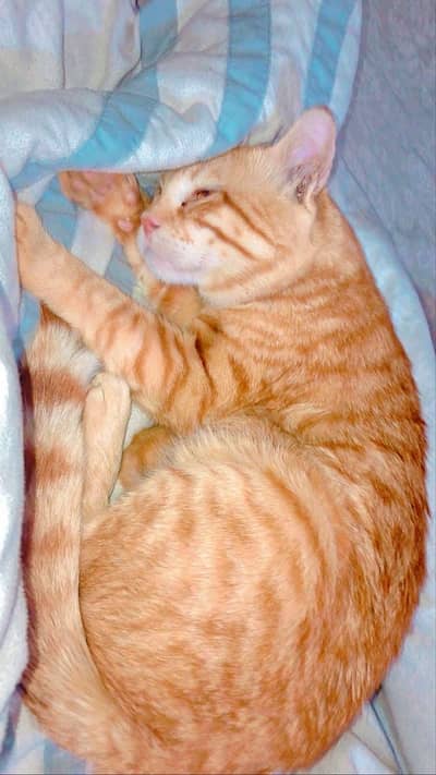 Orange nuetral Male Cat