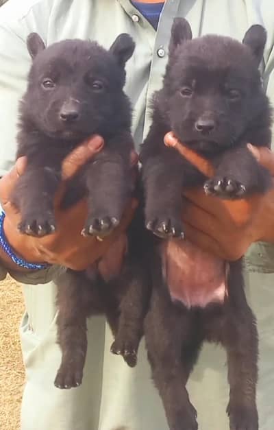 Black German shepherd | Puppy | GSD | Dog for sale | Long coat