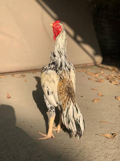 High quality murga zer dum double hadi