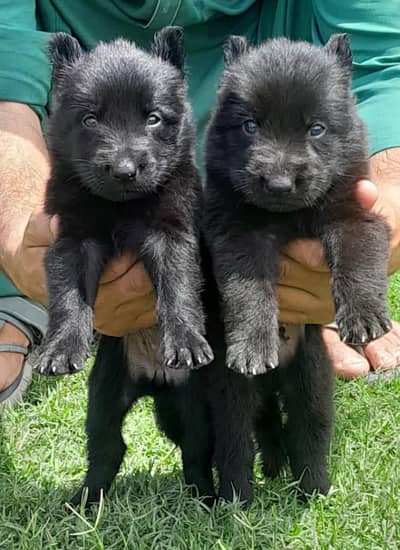 German shepherd puppies for sale / puppy / GSD pup / german sheph