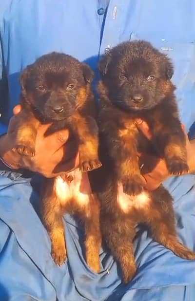 German Shepherd | triple coated | black mask puppies pair | Gsd dog