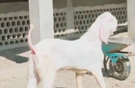 Desi Bakra For Sale CALL "_03274970754)