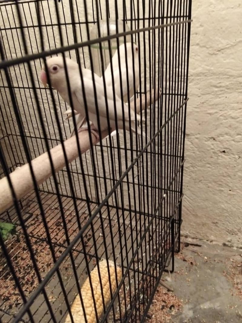 one egg with one cage and paiir 0