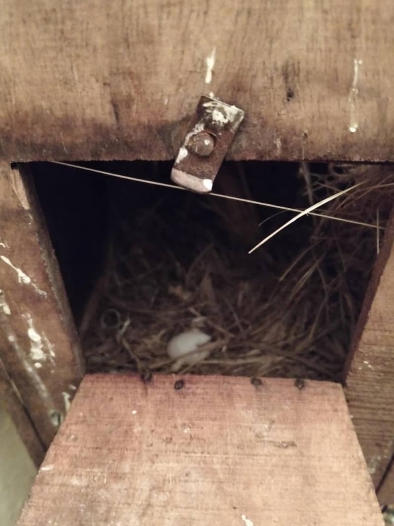 one egg with one cage and paiir 1