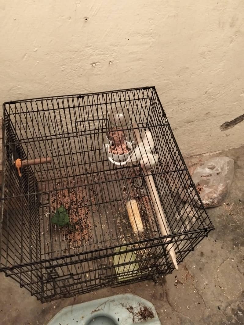 one egg with one cage and paiir 2