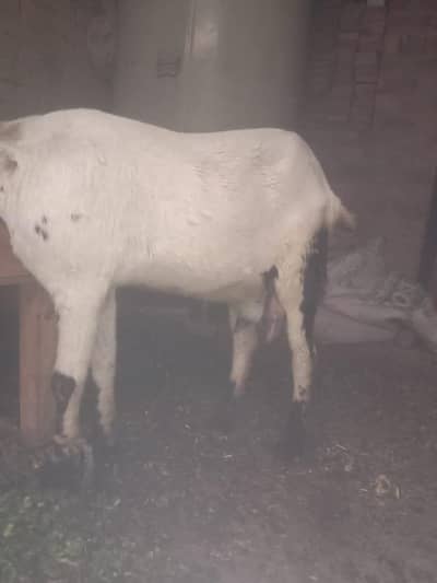 dogli bakri for call only call  0306 7302358