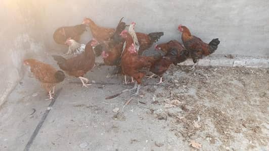 Healthy and active golden misri males for sale