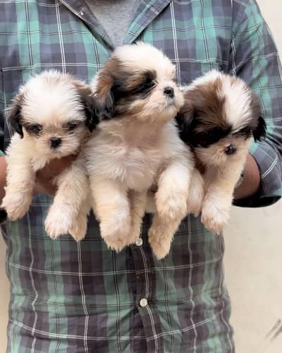 SHITZU PUPPIES AVALABLE 
