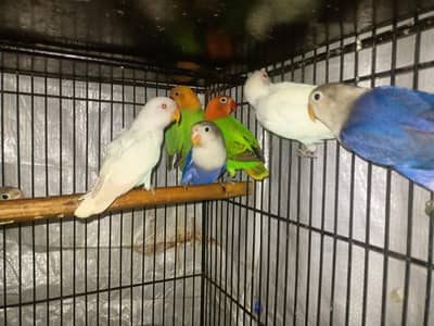 dilute & voilet opaline  what app: 0302 6247572