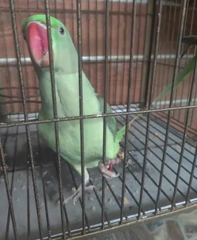 kashmiri parrot information WhatsApp 0301========4338==========350