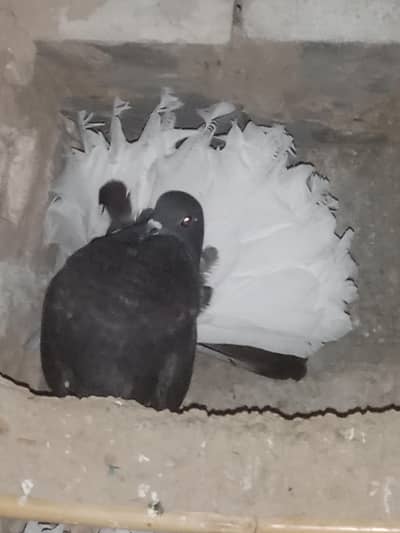 yellow tail  and white tail exchange with silver tail female