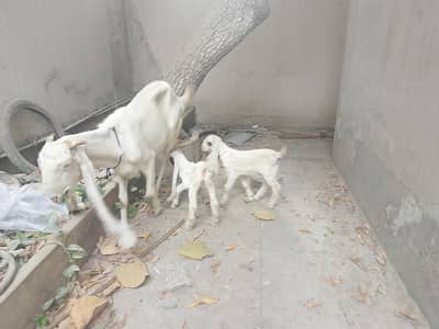 Pure Gulabi Bakri with Kids
