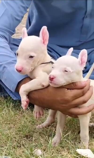 Pawar Guwahati puppies /  puppy / GSD pup / black dog for sale