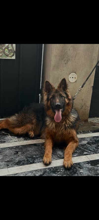 German Shepherd long Coat