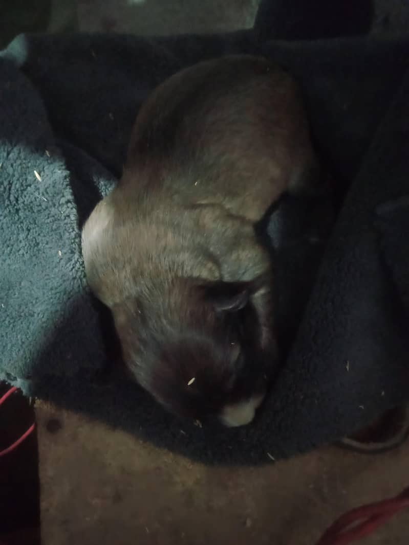 Germen and Pointer 2