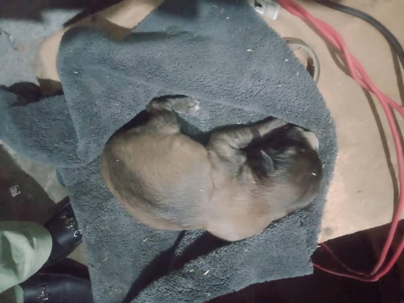 Germen and Pointer 3