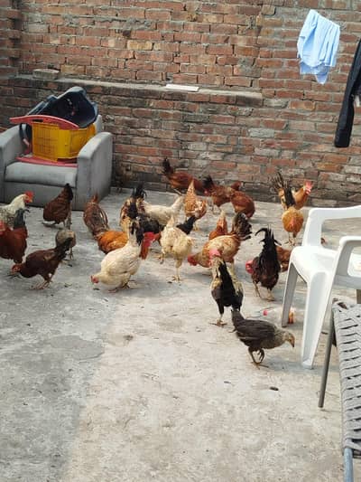 pairs mail and female 100 persent egg laying hen