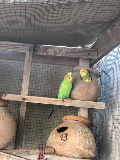 Bugies parrot Pair