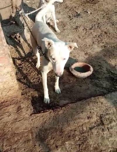gultair and bagyar cross