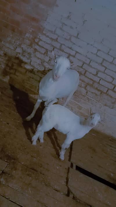 Pure pointed gulabi tedi female with kid male