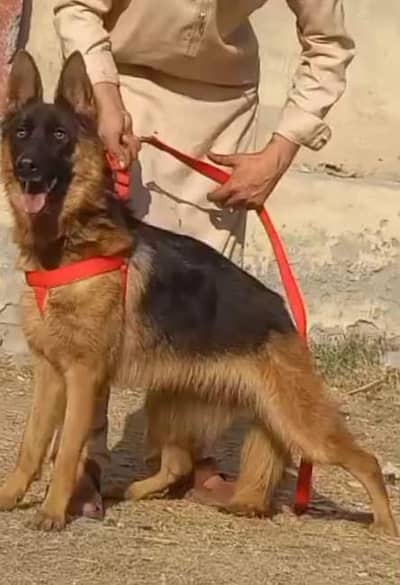 German shepherd double coat full security guard female age 9 for sale