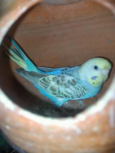 breeder pairs with chicks what's app : 0302 6247572