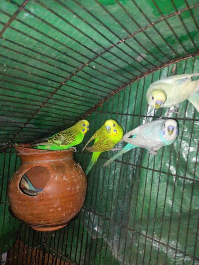 breeder pairs with chicks what's app : 0302 6247572