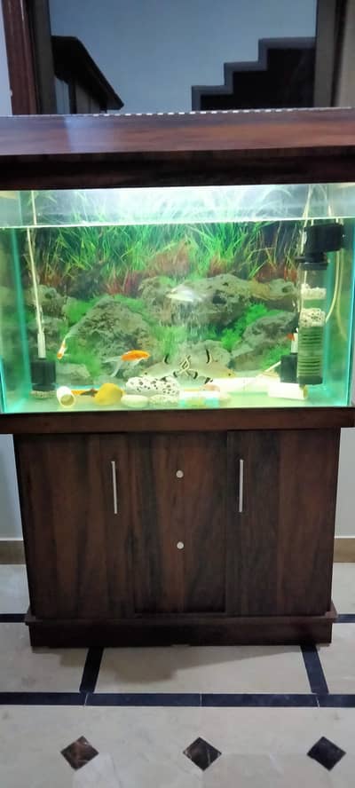 Brand new 3 FT Aquarium with 10 imported fishes