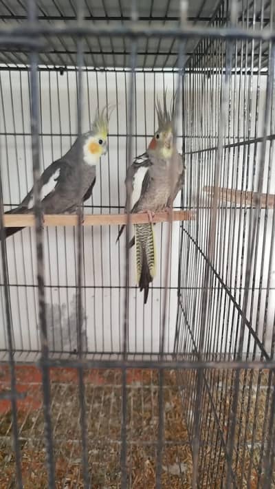 Breeder Cocktails And Australian Budgie For Sale