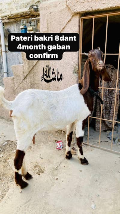 pateri bakri 8 dant fresh 4month gabban