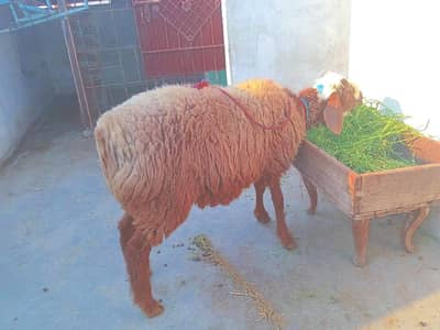 turkey  dumba  chaki wala