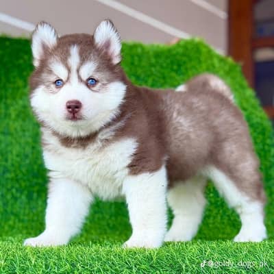 Siberian husky puppies 03425137217