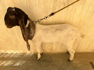 kamori bacha 3 months ka