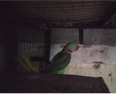 Breeder Male Kashmiri Size