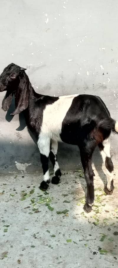 Goats for sale