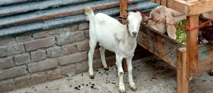 Goats for sale