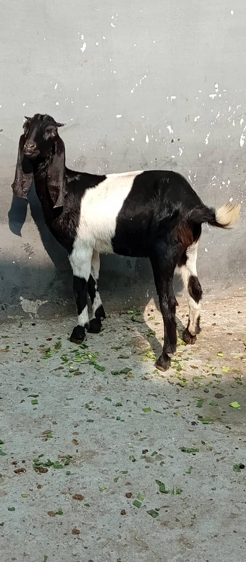 tedda bakra 10