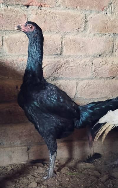 Thai black aseel  hens