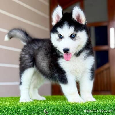 Siberian husky puppies 03425137217
