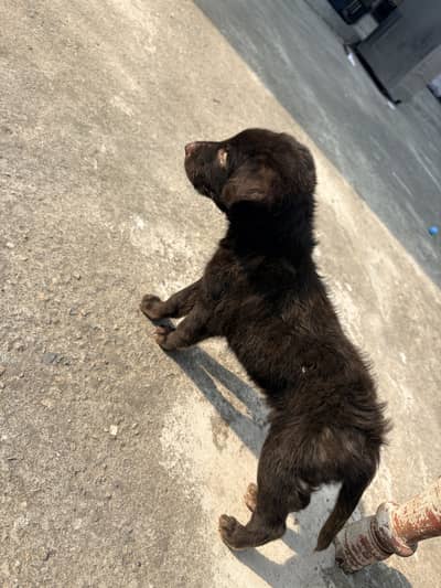 Black German shepherd 1.5 month age hai 2 male hain