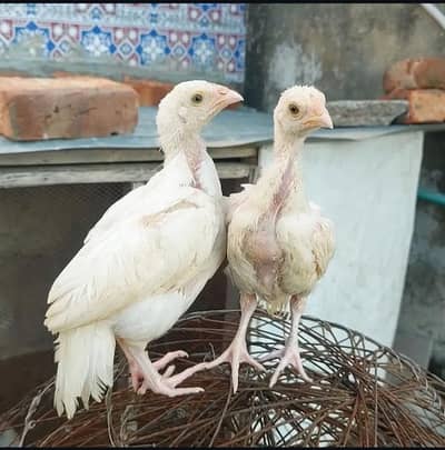 white heera aseel chicks white nok nali 17 piece available