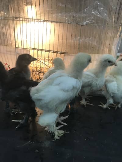 White or black heavy cochin