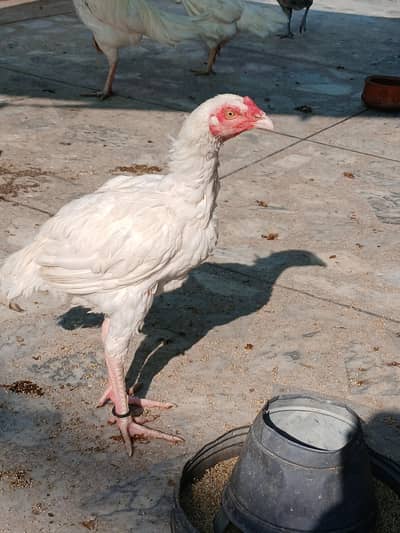 aseel Hera breed pattha